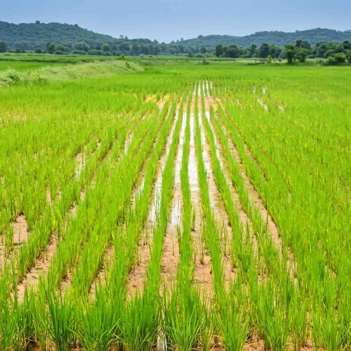 Punjab Paddy Sowing Dates 2026 Direct Sowing From May 15