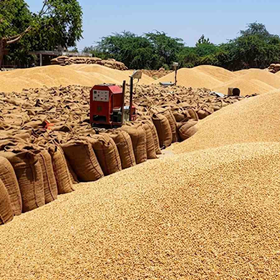 Punjab Wheat Procurement 2026 Record 100 LMT in 2 Weeks