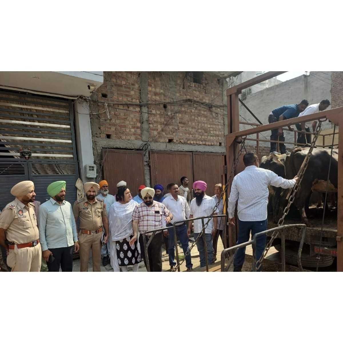 Amritsar MC Seizes 7 Cattle in Illegal Animal Sheds Crackdown