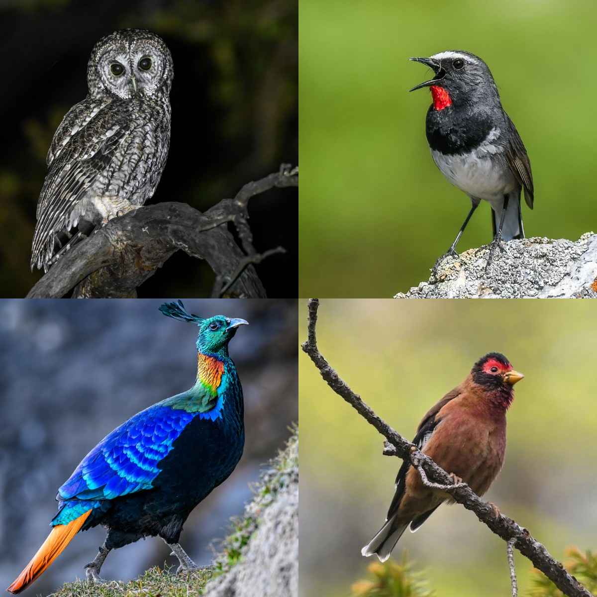 Himachal Bird Count 2026 Sets New Wildlife Record