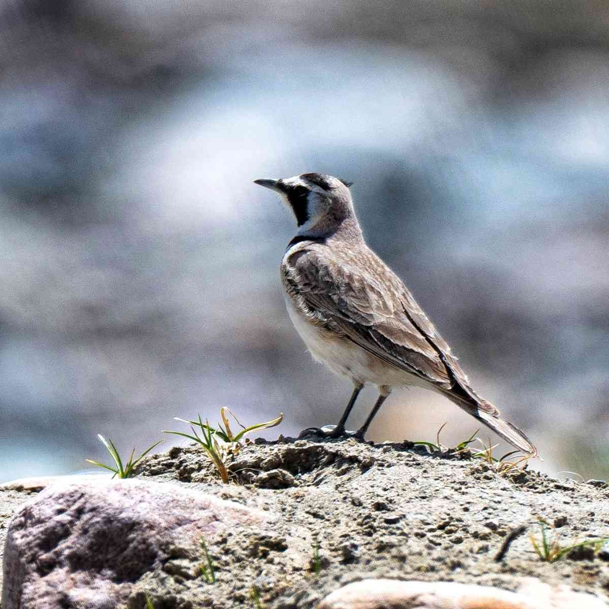 Horned Lark Spotted in Kinnaur Wildlife Sanctuary