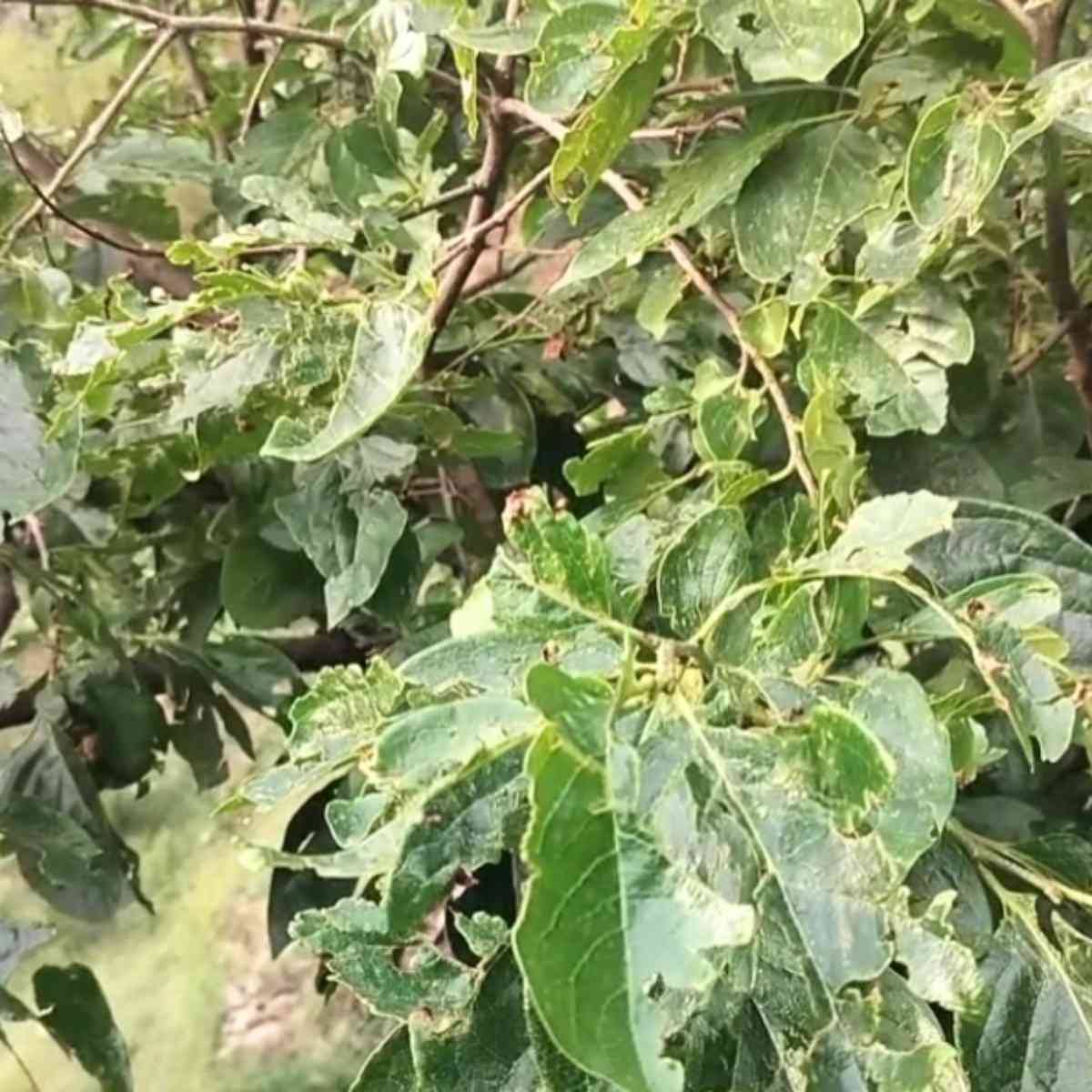 Mandi Apple Crop Damage After Hailstorm Shock