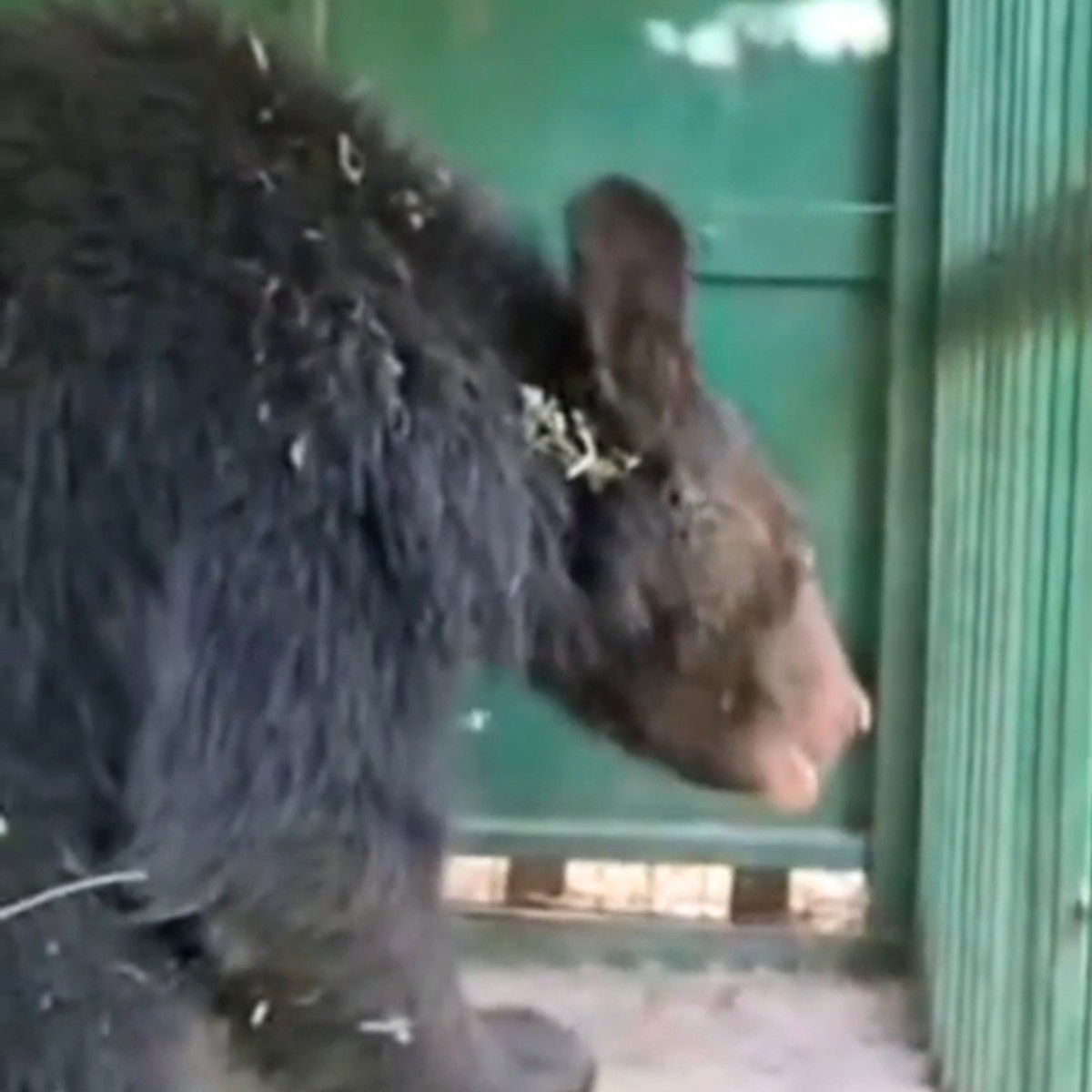 Rampur Bushahr Relief Bear Caught in Delath Area