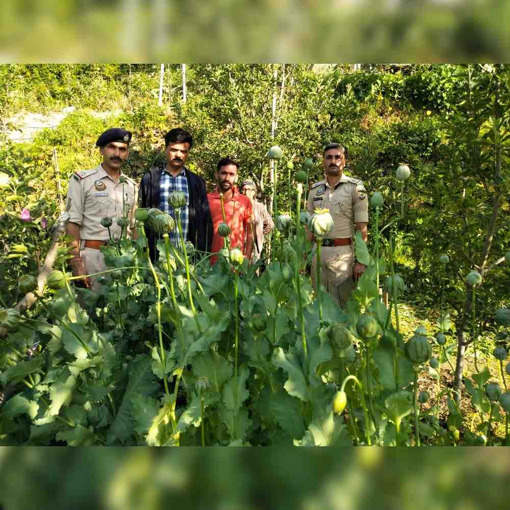 Shimla Illegal Opium Cultivation Case in Deha Area