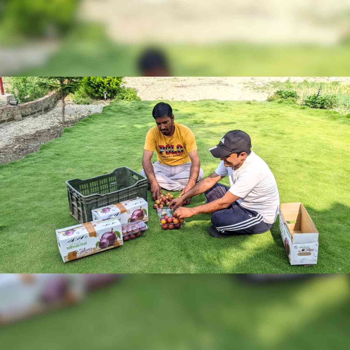 HP SHIVA Plum Farming Success Reaches New Markets in India