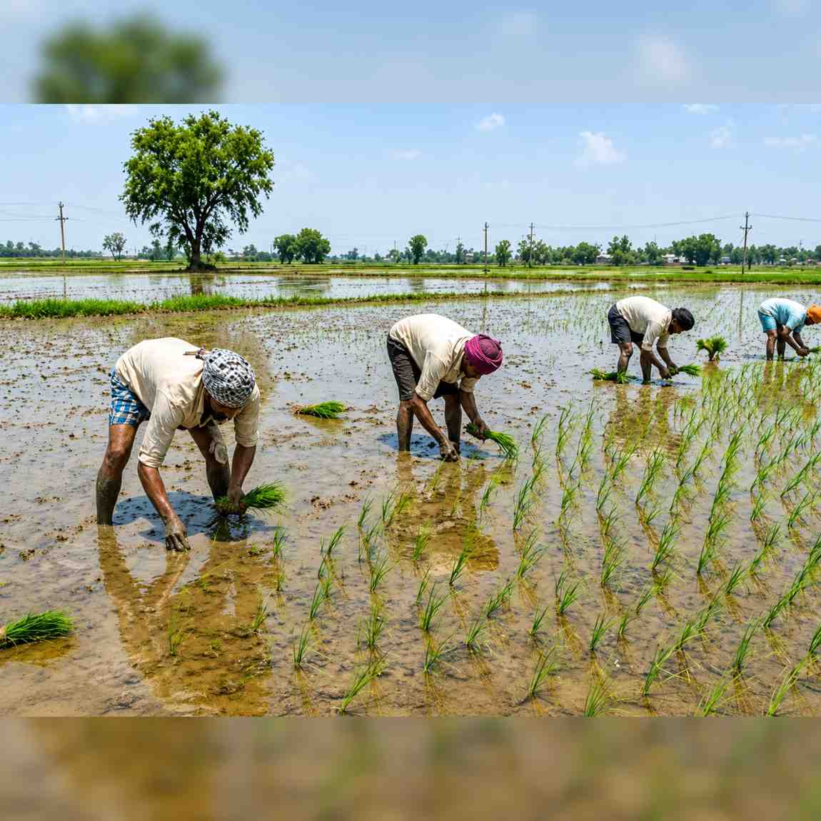 Punjab Haryana Paddy Sowing Season Boosted by Rain & Power