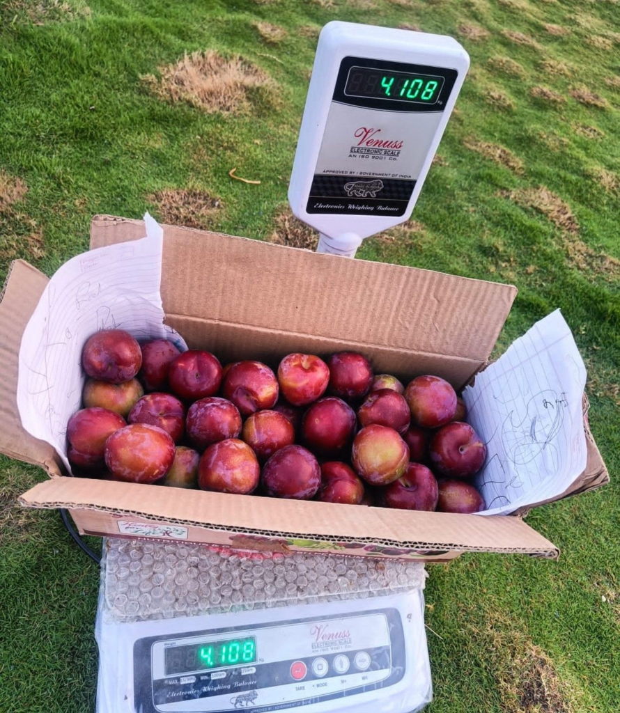 HP SHIVA Plum Farming Success Reaches New Markets in India