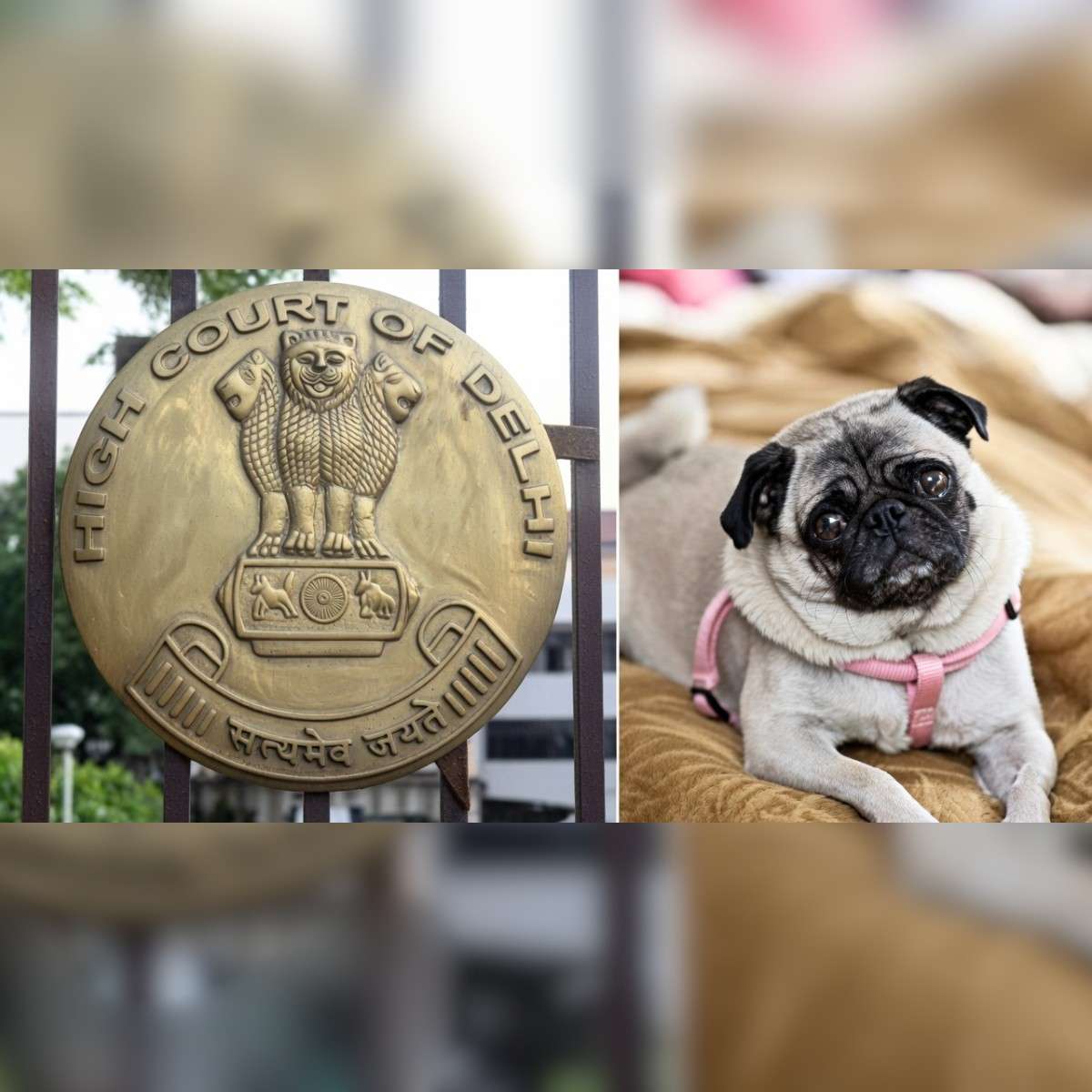 HC Rules Pets Are Not Mere Property Delhi HC Verdict Case